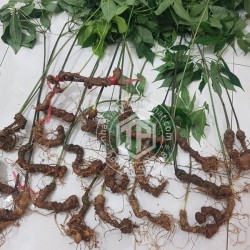 Sâm Ngọc Linh loại 19 - 21 củ 1 kg