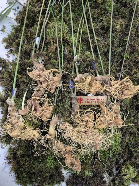 Sâm Ngọc Linh loại 6- 8 củ 1 kg