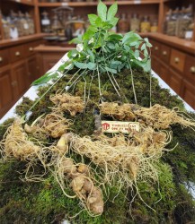 Sâm Ngọc Linh loại 9 -11 củ 1 kg