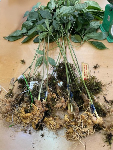 Sâm Ngọc Linh loại 19 - 21 củ 1 kg