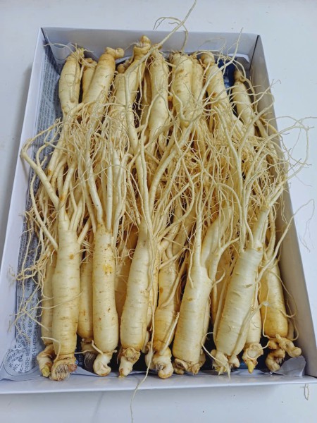 Nhân sâm tươi Hàn Quốc loại 1 nhập khẩu kg 20 củ