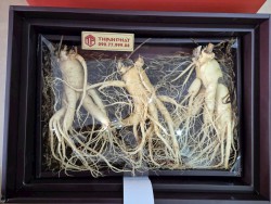 Nhân sâm tươi Hàn Quốc loại 1 nhập khẩu kg 3 củ