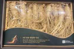 Nhân sâm tươi Hàn Quốc loại 1 nhập khẩu kg 8 củ