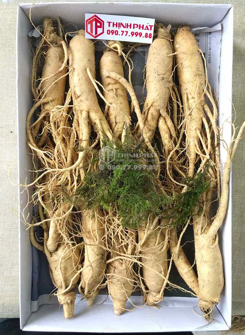 Nhân sâm tươi Hàn Quốc loại 10 củ 1 kg
