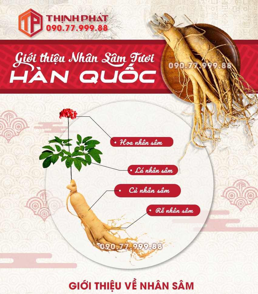 Giới thiệu công dụng, cách sử dụng sâm tươi Hàn Quốc