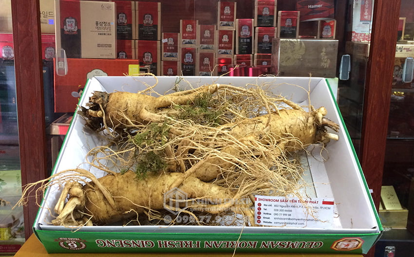 Nhân sâm tươi Hàn Quốc loại 3 củ 1 kg