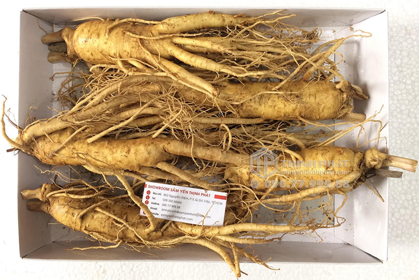 Nhân sâm tươi Hàn Quốc loại 5 củ 1 kg