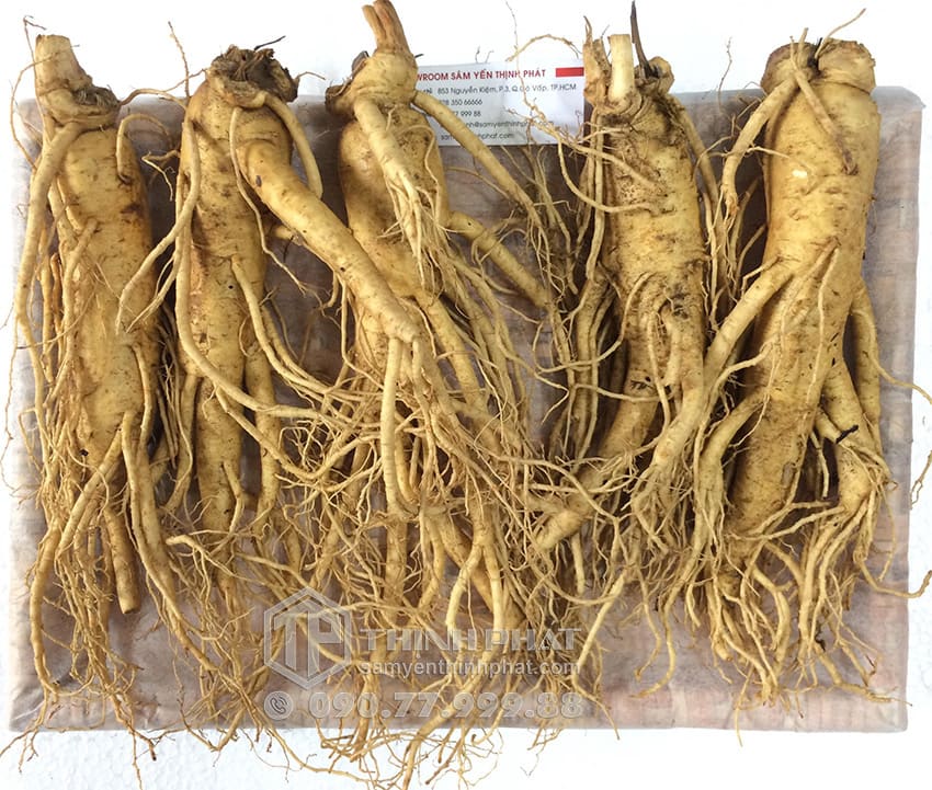 Nhân sâm tươi Hàn Quốc loại 5 củ 1 kg
