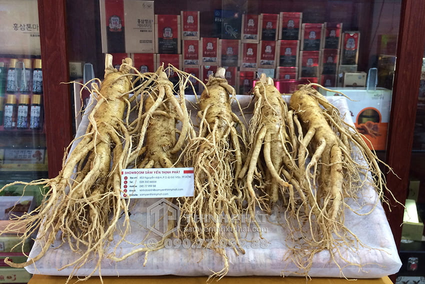 Nhân sâm tươi Hàn Quốc loại 5 củ 1 kg