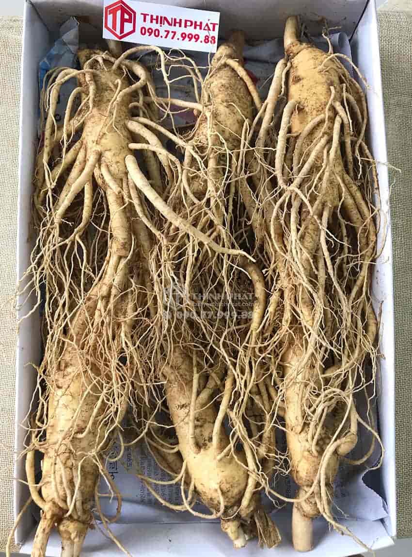 Nhân sâm tươi Hàn Quốc loại 6 củ 1 kg