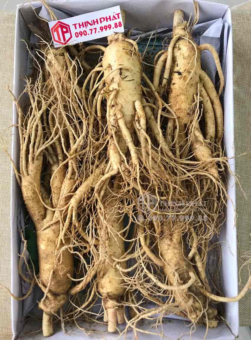 Nhân sâm tươi Hàn Quốc loại 6 củ 1 kg