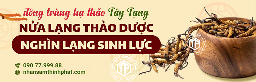 Đông trùng hạ thảo Tây Tạng - Nửa lạng thảo dược, nghìn lạng sinh lực Đông trùng hạ thảo Tây Tạng - Nửa lạng thảo dược, nghìn lạng sinh lực