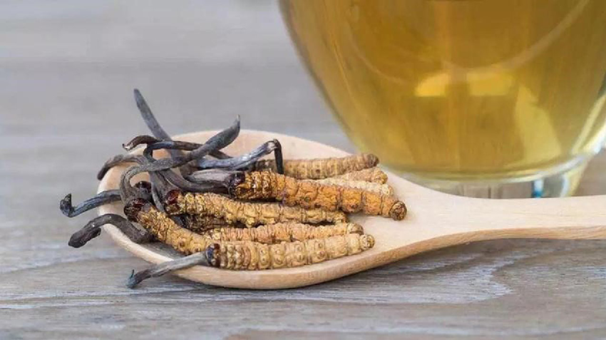 Đông trùng hạ thảo nguyên con thiên nhiên được nhiều người yêu thích