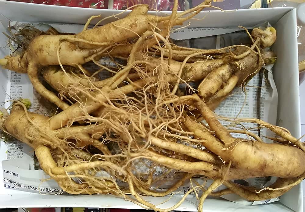 Sâm tươi Hàn Quốc loại 5 củ/ kg