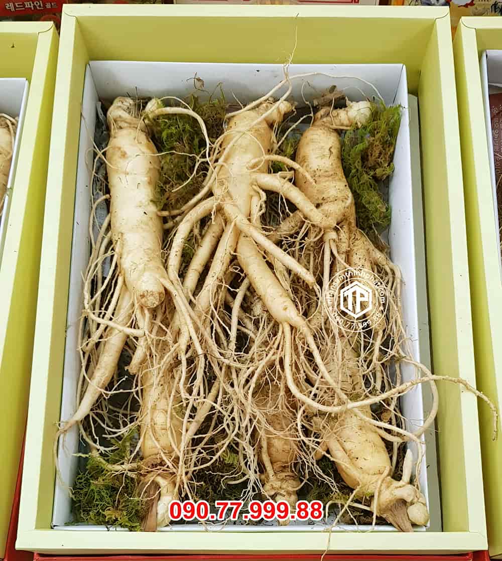 Sâm tươi Hàn Quốc loại 6 củ/ kg