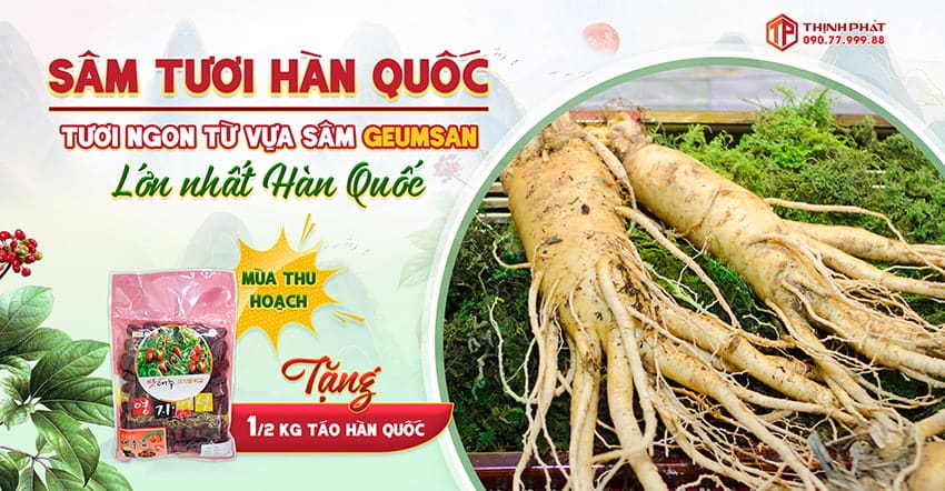 Sâm tươi Hàn Quốc tươi ngon từ vựa sâm Geumsan lớn nhất Hàn Quốc