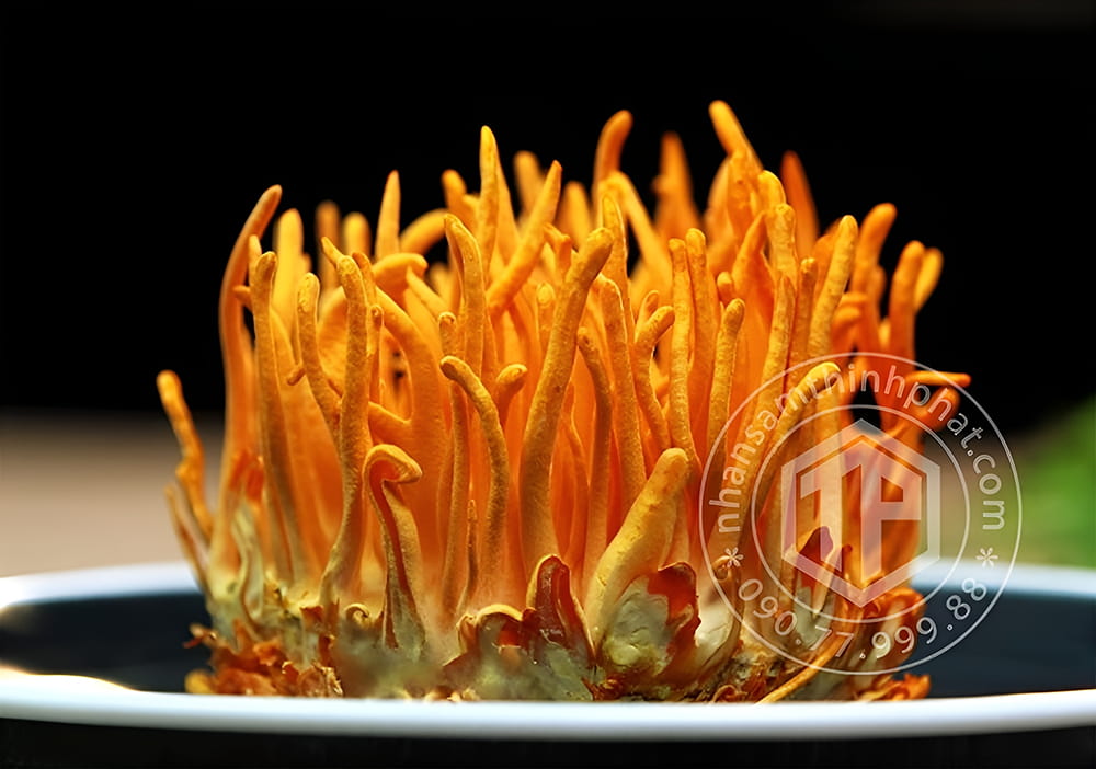 Đông trùng hạ thảo là một trong những loại thảo dược quý trong Đông y