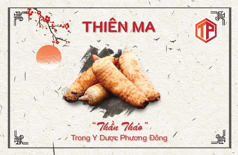 Củ là phần duy nhất trong cây thiên ma được lấy làm dược liệu Củ là phần duy nhất trong cây thiên ma được lấy làm dược liệu