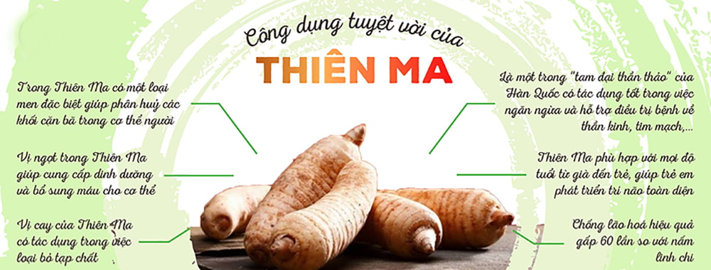 Tác dụng của Thiên ma Hàn Quốc hỗ trợ điều trị nhiều bệnh lý hiện đại Tác dụng của Thiên ma Hàn Quốc hỗ trợ điều trị nhiều bệnh lý hiện đại